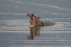Hippopotamus amphibius