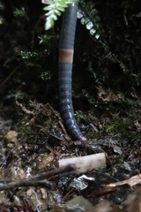 Pheretima darnleiensis