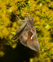 Anagrapha falcifera