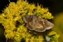 Anagrapha falcifera