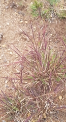 Cleistogenes squarrosa