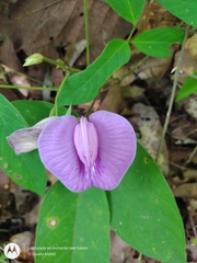 Centrosema virginianum