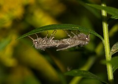 Lacinipolia renigera