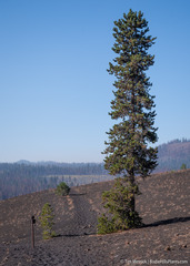Pinus contorta murrayana