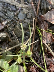 Cyperus brevifolius