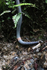 Pheretima darnleiensis