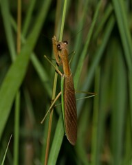 Tenodera