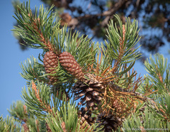 Pinus contorta murrayana