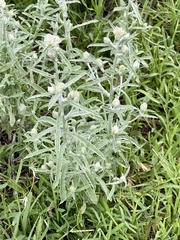 Pseudognaphalium canescens