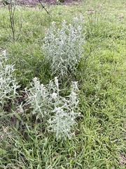 Pseudognaphalium canescens