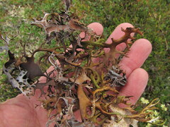 Masonhalea richardsonii