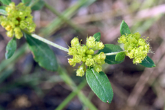 Eriogonum wootonii