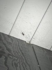 Steatoda nobilis