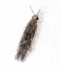 Hydroptilidae