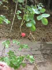 Rosa gymnocarpa