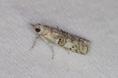 Zamagiria australella