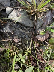 Cyperus brevifolius