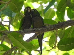 Eupsittula nana
