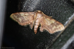 Idaea furciferata