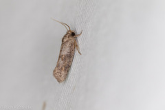 Acrolophus piger