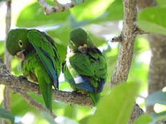 Eupsittula nana