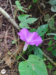 Ipomoea silvicola