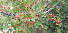 Ribes diacanthum