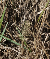 Bufotes viridis sitibundus