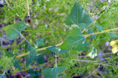 Brickellia grandiflora