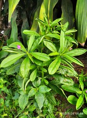 Talinum fruticosum