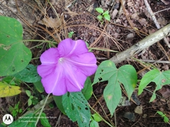 Ipomoea silvicola