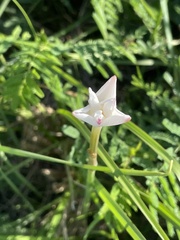 Zephyranthes