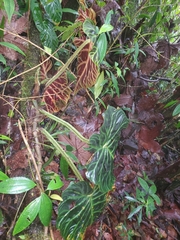 Philodendron verrucosum