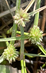 Cyperus brevifolius