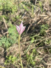 Zephyranthes