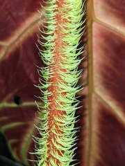 Philodendron verrucosum