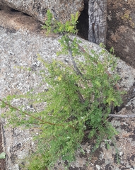Spiraea aquilegifolia
