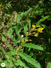 Chamaecrista nictitans