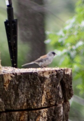 Junco hyemalis dorsalis