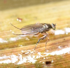 Campsicnemus philoctetes