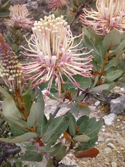 Oreocallis grandiflora