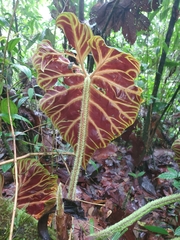 Philodendron verrucosum