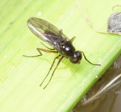 Empidoidea