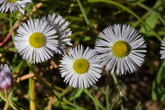 Erigeron divergens