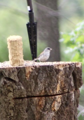 Junco hyemalis dorsalis