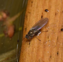 Empidoidea