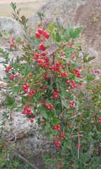 Ribes diacanthum