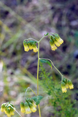 Brickellia grandiflora