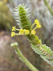 Struthiola argentea