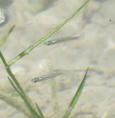 Poeciliidae